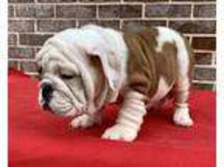 Bulldog Puppy for sale in Lawrenceville, GA, USA