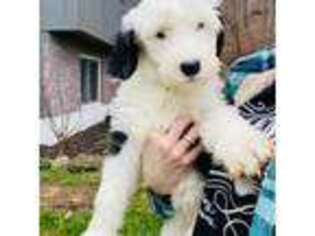 Old English Sheepdog Puppy for sale in Cambridge, OH, USA