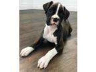 Boxer Puppy for sale in Strafford, MO, USA
