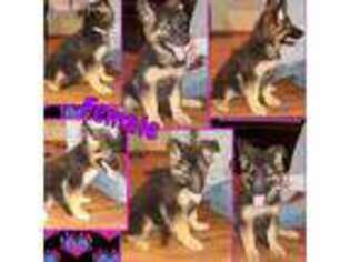 German Shepherd Dog Puppy for sale in Bloomsdale, MO, USA