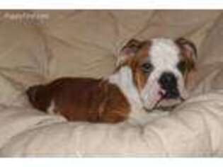 Bulldog Puppy for sale in Lake Forest, IL, USA