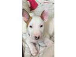 Bull Terrier Puppy for sale in American Canyon, CA, USA