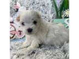 Maltese Puppy for sale in Winnsboro, TX, USA
