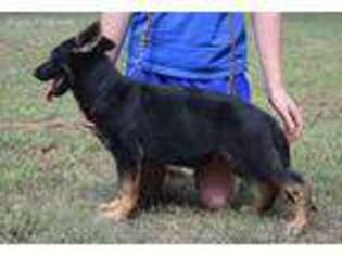 German Shepherd Dog Puppy for sale in Franklin, GA, USA
