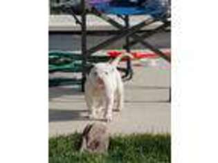 American Bulldog Puppy for sale in Peyton, CO, USA