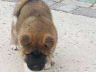 Akita Puppy for sale in Destin, FL, USA
