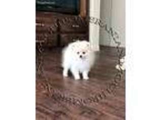 Pomeranian Puppy for sale in Bakersfield, CA, USA