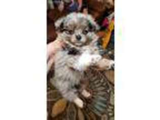 Mutt Puppy for sale in Hernando, MS, USA