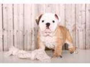 Bulldog Puppy for sale in Howard, OH, USA