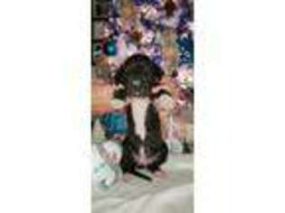 Great Dane Puppy for sale in Belton, TX, USA