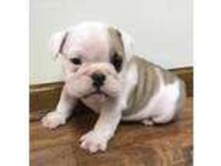 Bulldog Puppy for sale in Norfolk, NE, USA
