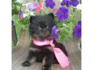 Pomeranian Puppy for sale in Laquey, MO, USA