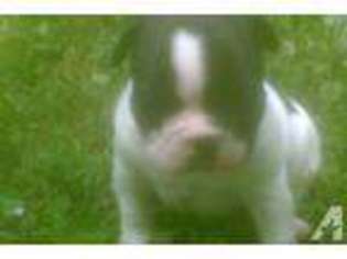 French Bulldog Puppy for sale in ENGLISH, IN, USA