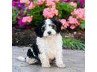 Cavapoo Puppy for sale in Millersburg, PA, USA