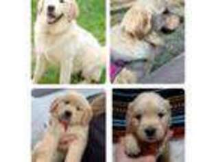 Golden Retriever Puppy for sale in New Castle, IN, USA
