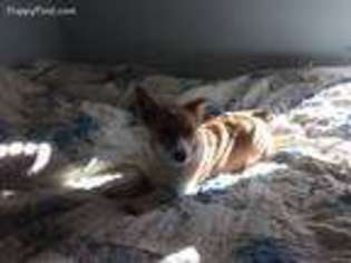 Pembroke Welsh Corgi Puppy for sale in Jackson, MI, USA