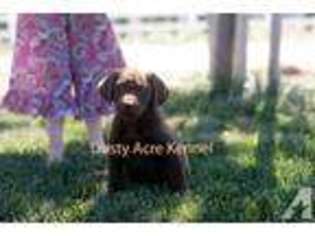 Labrador Retriever Puppy for sale in BAKERSFIELD, CA, USA