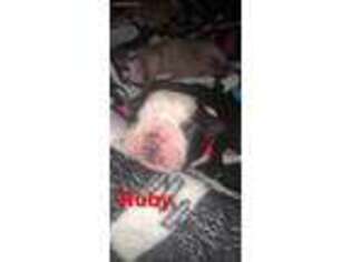 Medium Photo #1 Olde English Bulldogge Puppy For Sale in Johnston, RI, USA