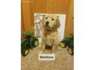Golden Retriever Puppy for sale in Easton, KS, USA