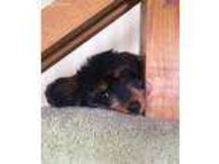 Dachshund Puppy for sale in Marietta, OH, USA