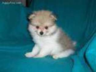 Pomeranian Puppy for sale in Livingston, TX, USA