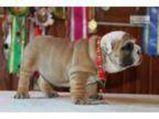 Bulldog Puppy for sale in Fort Worth, TX, USA