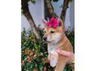 Shiba Inu Puppy for sale in Lehigh Acres, FL, USA