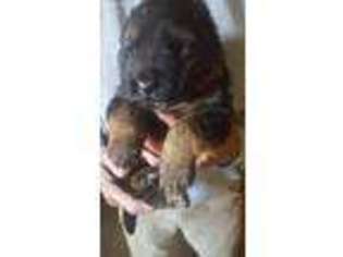German Shepherd Dog Puppy for sale in Altoona, AL, USA