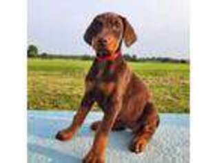 Doberman Pinscher Puppy for sale in Orwell, OH, USA