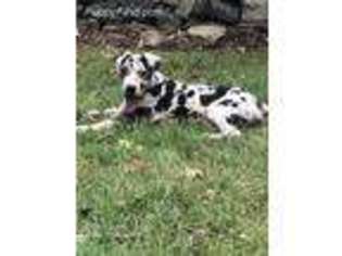 Great Dane Puppy for sale in Carthage, TN, USA