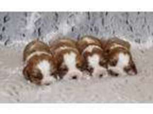 Cavalier King Charles Spaniel Puppy for sale in Homeland, CA, USA
