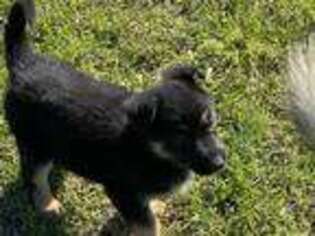 German Shepherd Dog Puppy for sale in Ludowici, GA, USA