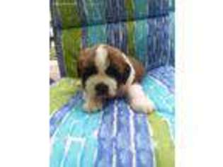 Saint Bernard Puppy for sale in Crossville, TN, USA
