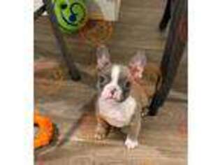 French Bulldog Puppy for sale in Peterstown, WV, USA