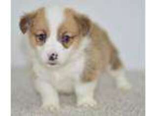 Pembroke Welsh Corgi Puppy for sale in Anderson, MO, USA