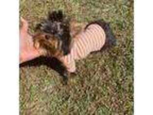 Yorkshire Terrier Puppy for sale in Spring Lake, NC, USA