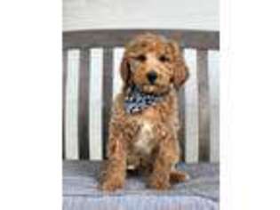 Labradoodle Puppy for sale in Wilmington, IL, USA