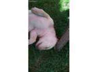 Labrador Retriever Puppy for sale in Mapleton, MN, USA