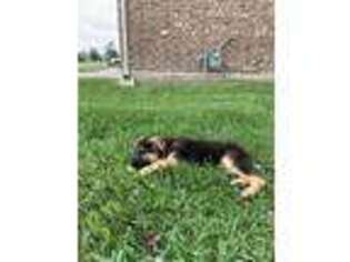 German Shepherd Dog Puppy for sale in Pearland, TX, USA