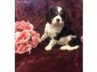 Cavalier King Charles Spaniel Puppy for sale in Austin, TX, USA