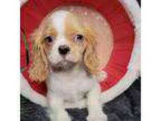 Cavalier King Charles Spaniel Puppy for sale in Jasonville, IN, USA