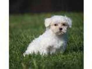 Maltese Puppy for sale in Grand Rapids, MI, USA
