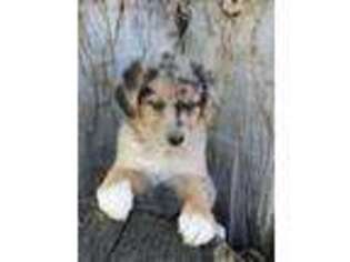 Australian Shepherd Puppy for sale in Benton, IL, USA