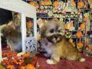 Lhasa Apso Puppy for sale in Jay, OK, USA