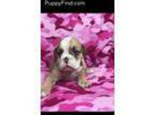 Olde English Bulldogge Puppy for sale in Hanover, PA, USA