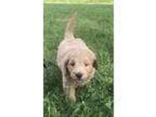 Goldendoodle Puppy for sale in Ashville, NY, USA