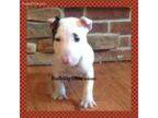Bull Terrier Puppy for sale in Inwood, IA, USA