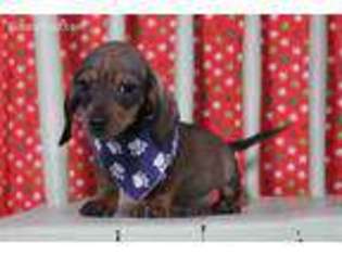 Dachshund Puppy for sale in Eden Valley, MN, USA