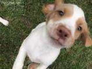Brittany Puppy for sale in Loganville, GA, USA