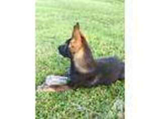 German Shepherd Dog Puppy for sale in SUMMERFIELD, FL, USA